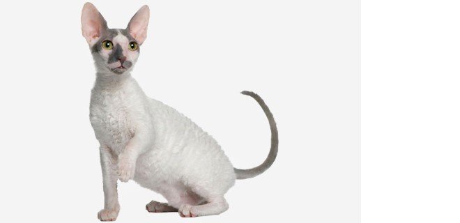 Cornish Rex Kedisi