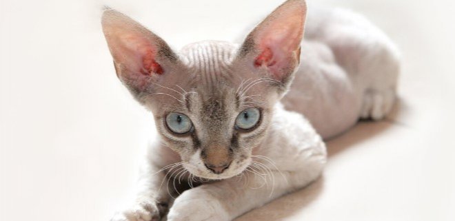 Cornish Rex Kedisi