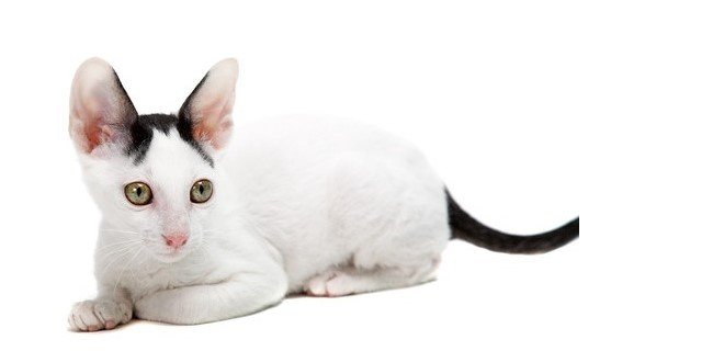 Cornish Rex Kedisi