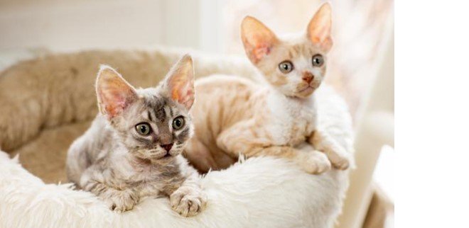 Cornish Rex Kedisi