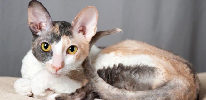 Cornish Rex Kedisi