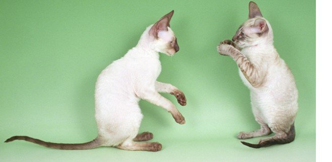 Cornish Rex Kedisi