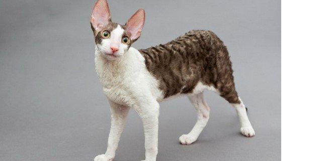 Cornish Rex Kedisi