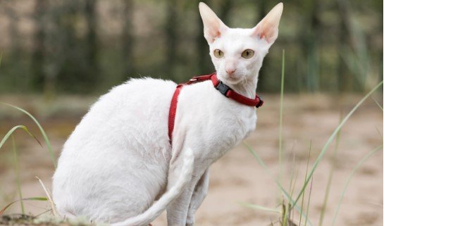 Cornish Rex Kedisi