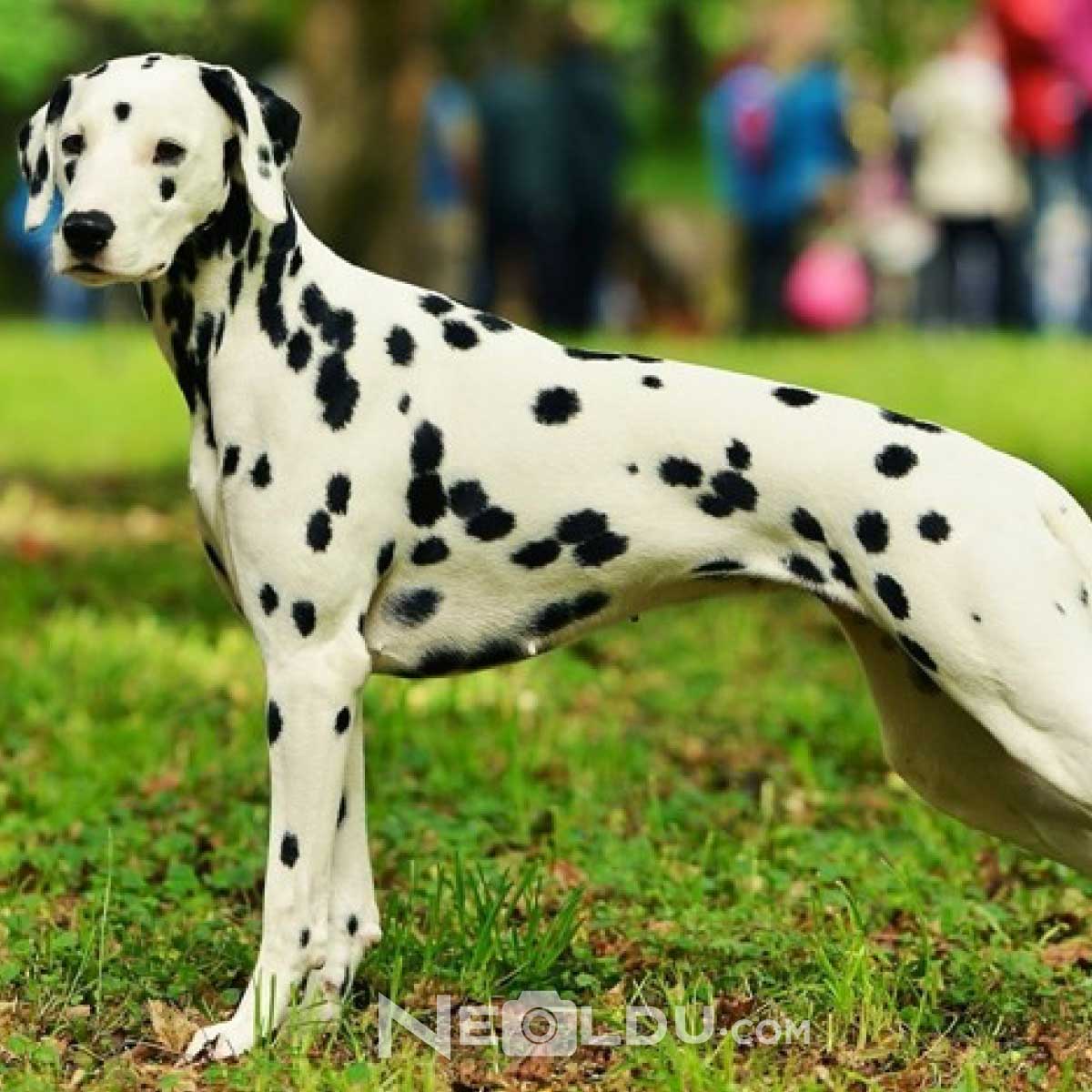 Dalmaçyalı Köpek Cinsi