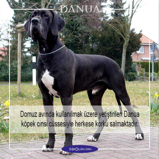 en tehlikeli köpek cinsleri