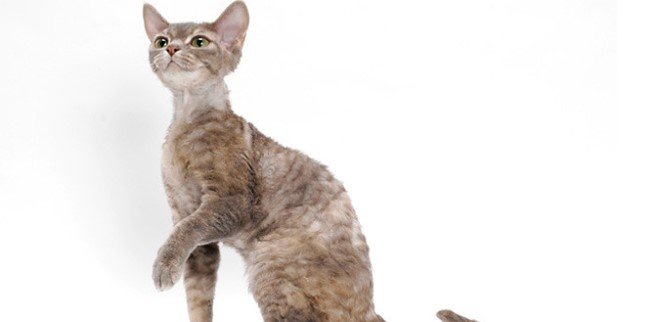 Devon Rex Kedisi 