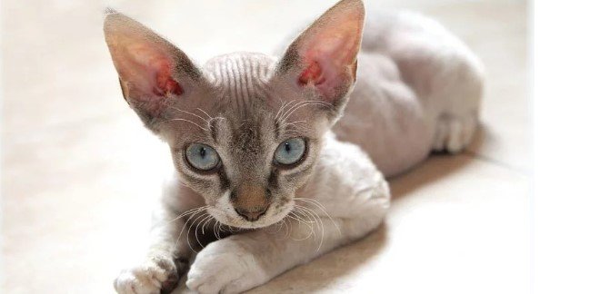 Devon Rex Kedisi