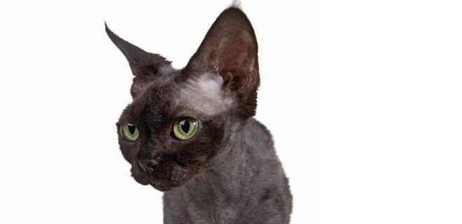 Devon Rex Kedisi