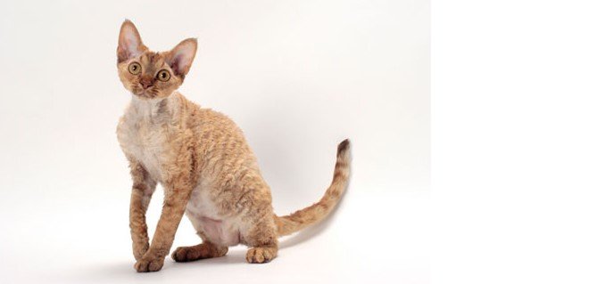 Devon Rex Kedisi