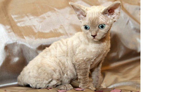 Devon Rex Kedisi