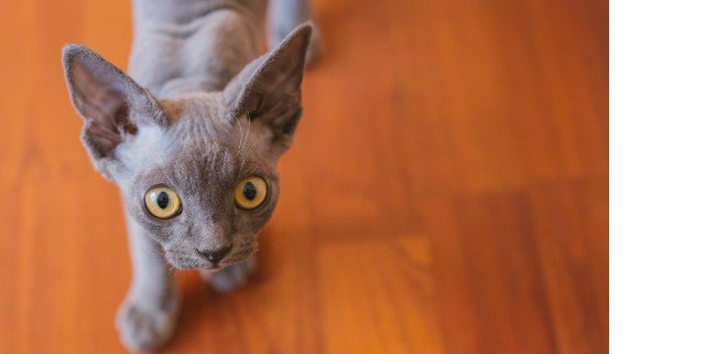 Devon Rex Kedisi