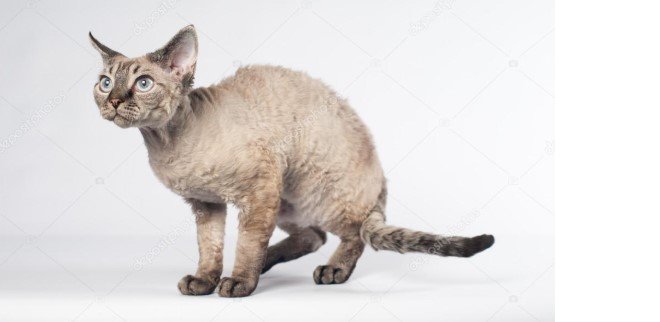 Devon Rex Kedisi