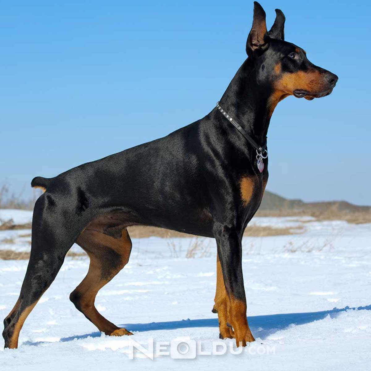 Doberman Köpek Cinsi