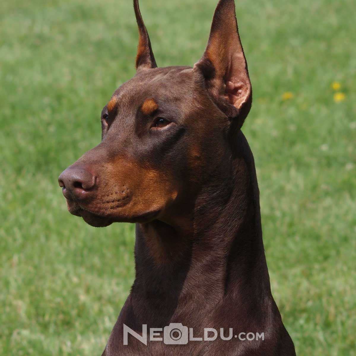 Doberman Köpek Cinsi