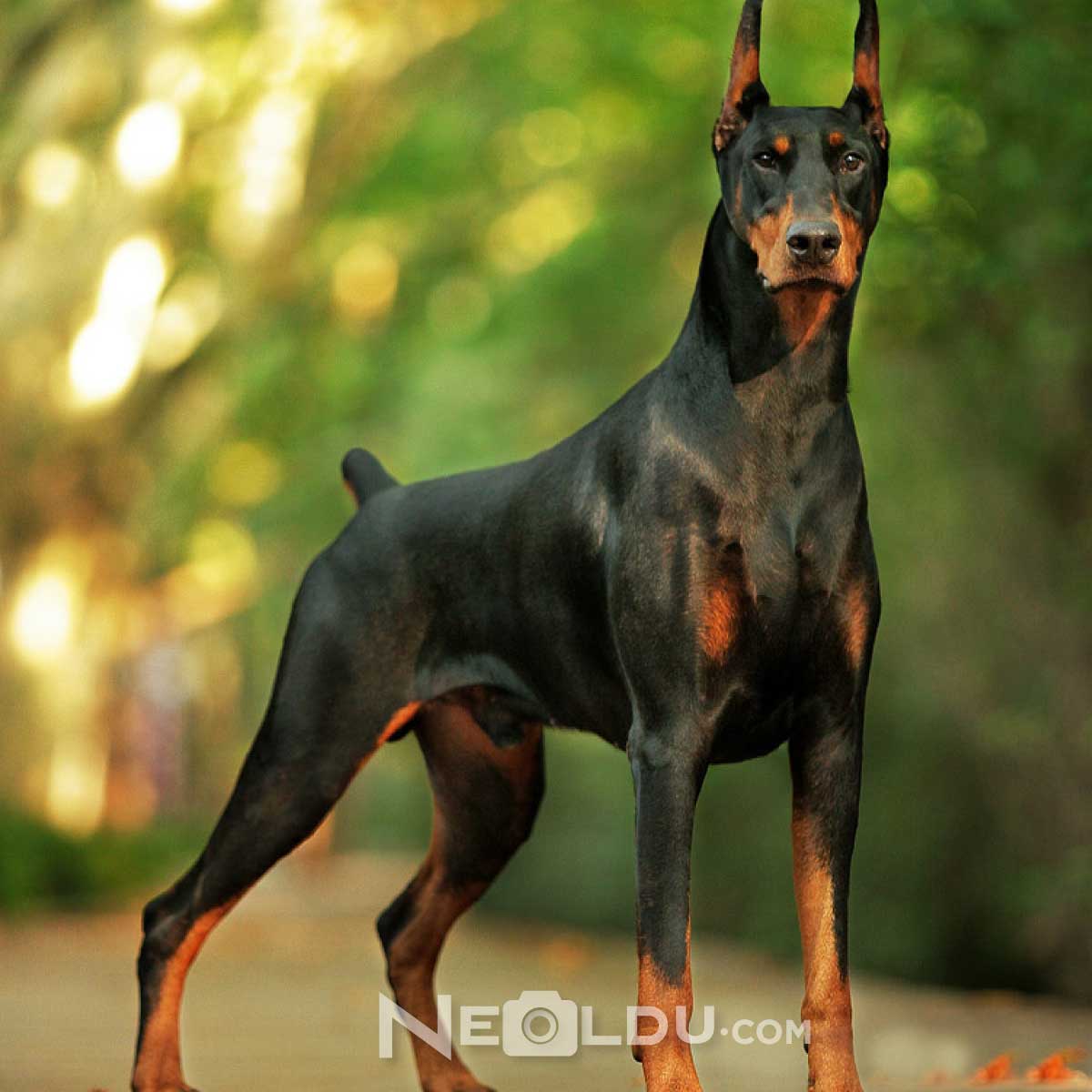 Doberman Köpek Cinsi