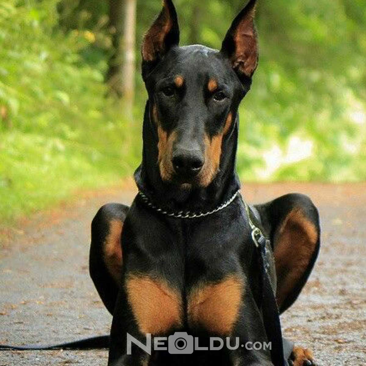 Doberman Köpek Cinsi