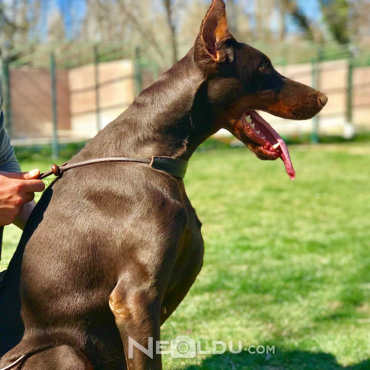 Doberman Köpek Cinsi