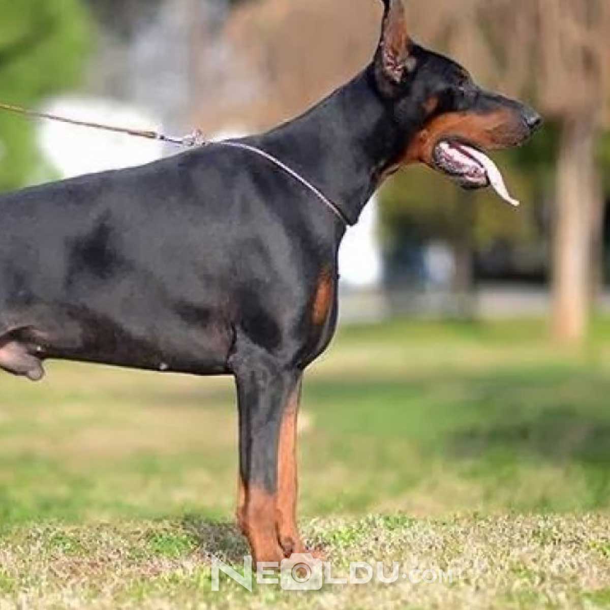 Doberman Köpek Cinsi