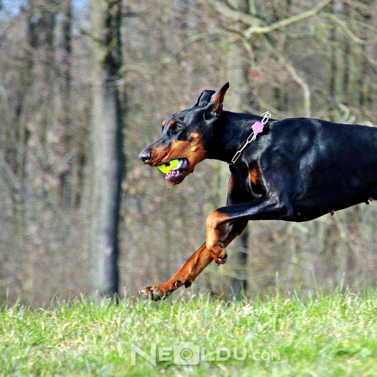 Doberman Köpek Cinsi