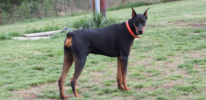 doberman-5.jpg