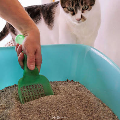 Kedi Kumu Çeşitleri 