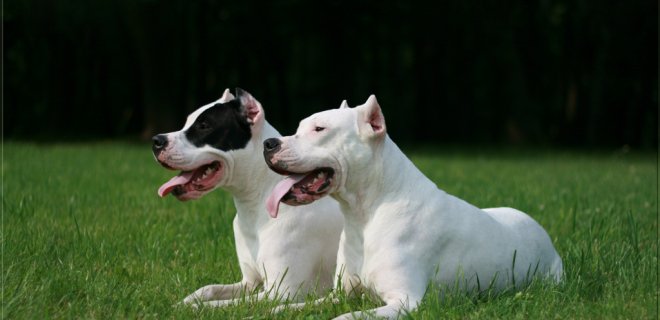 dogo-argentino.jpg