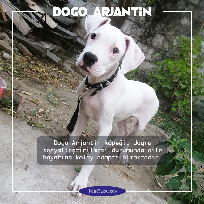 dogo-arjantin-kopegi-hakkinda-003.jpg