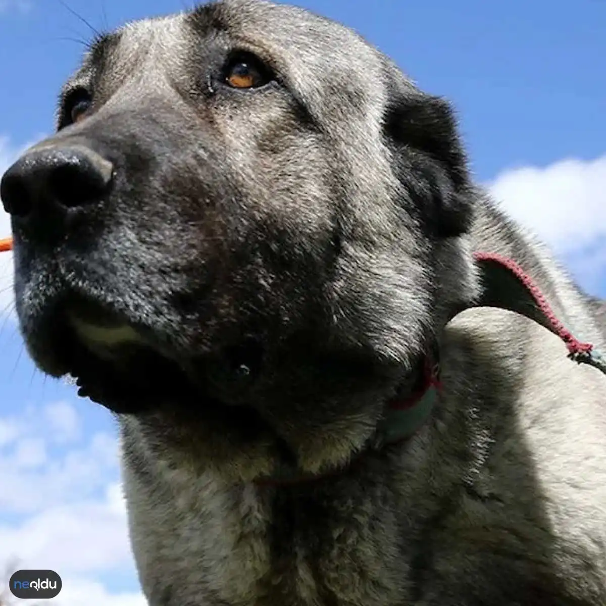 En İyi Koruma Köpekleri