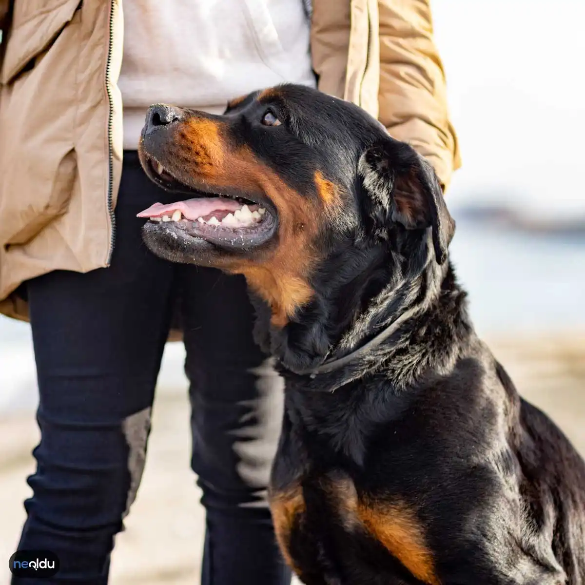 En İyi Koruma Köpekleri