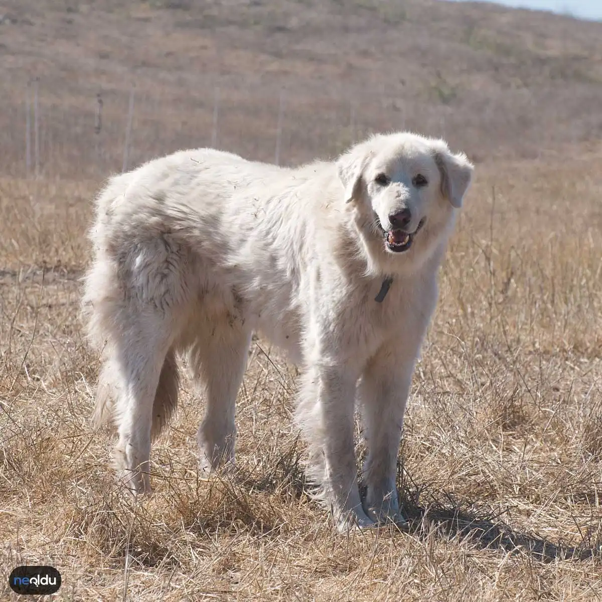 En İyi Koruma Köpekleri