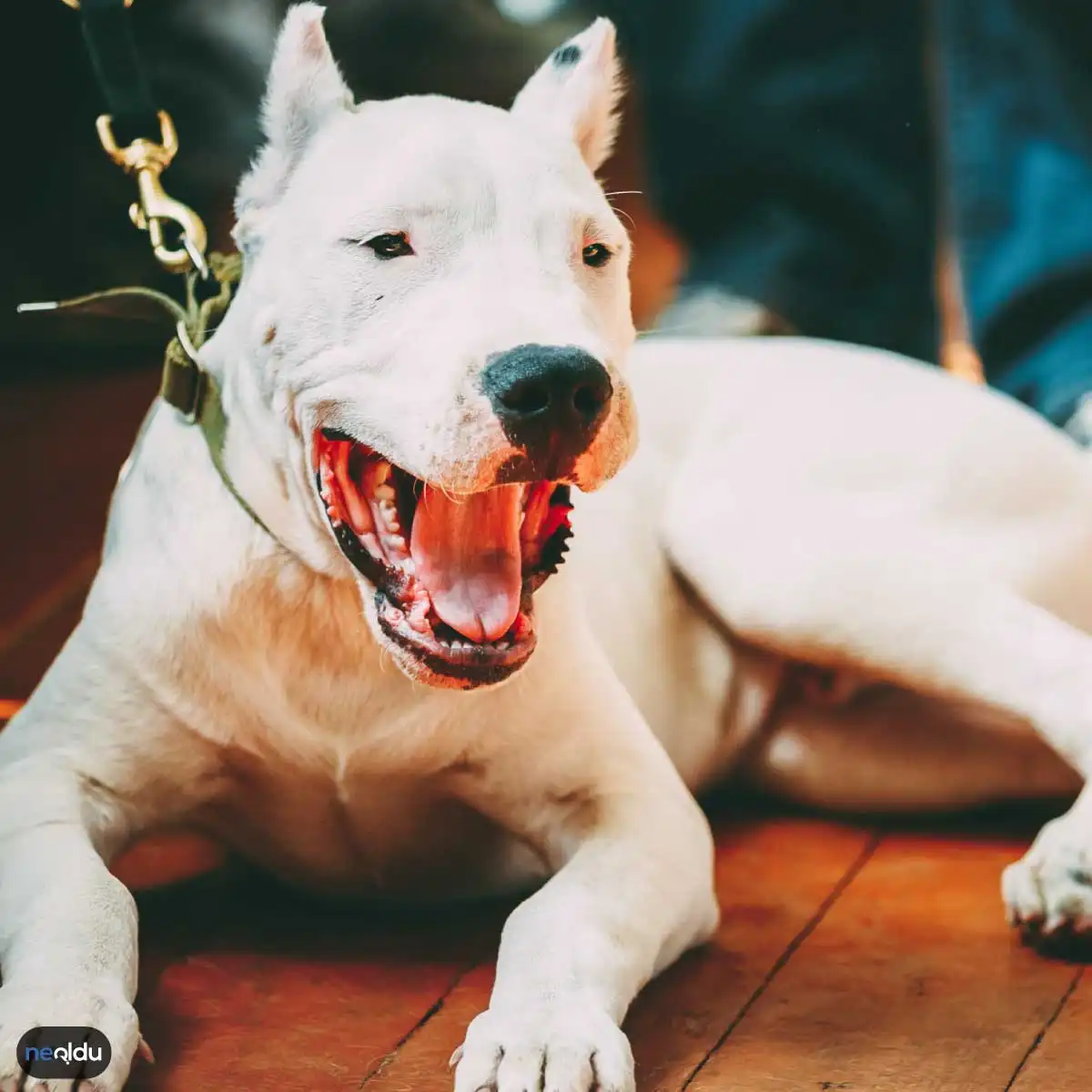 En İyi Koruma Köpekleri