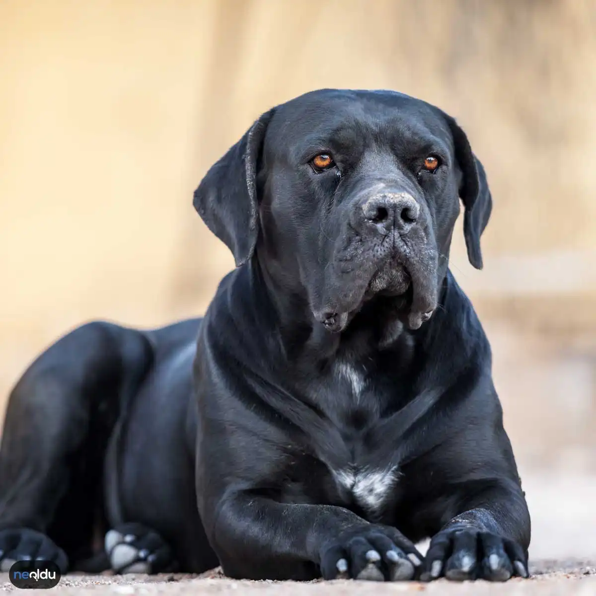 En İyi Koruma Köpekleri