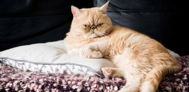 Exotic Shorthair Kedisi