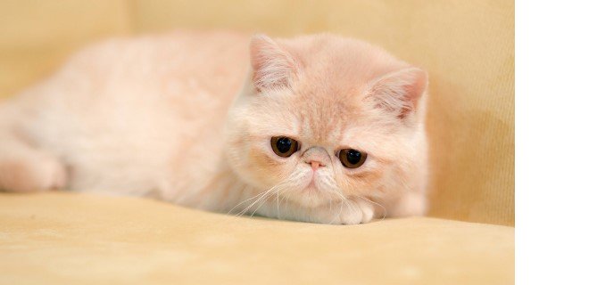 Exotic Shorthair Kedisi