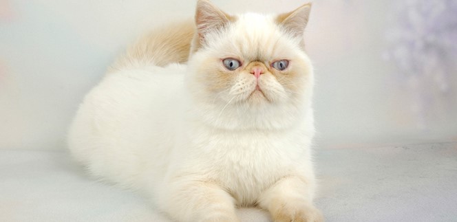 Exotic Shorthair kedisi, dikkat çekici surat yapısıyla ünlüdür