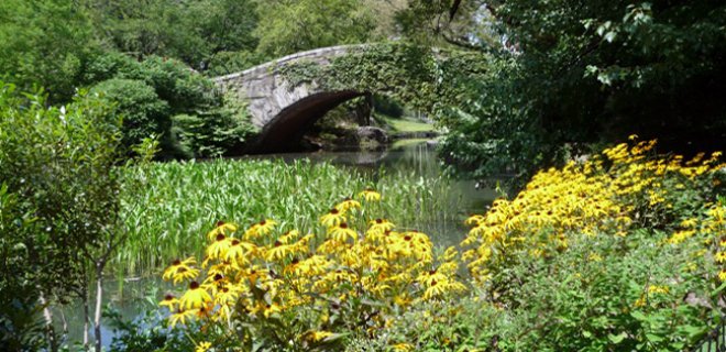 flower-forest.jpg