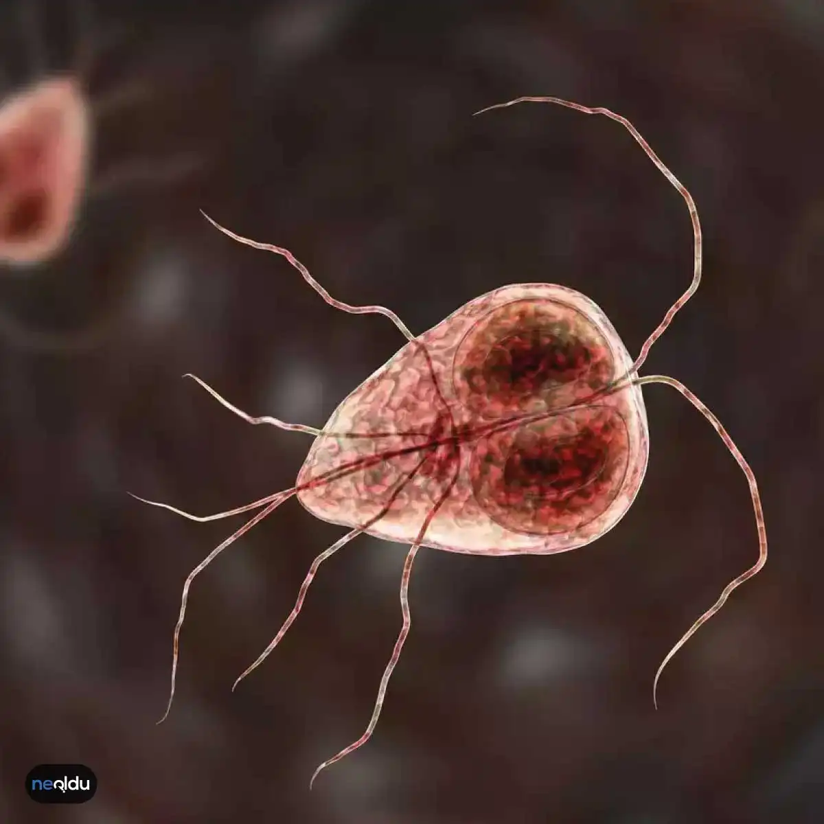 Giardiasis Nedir?