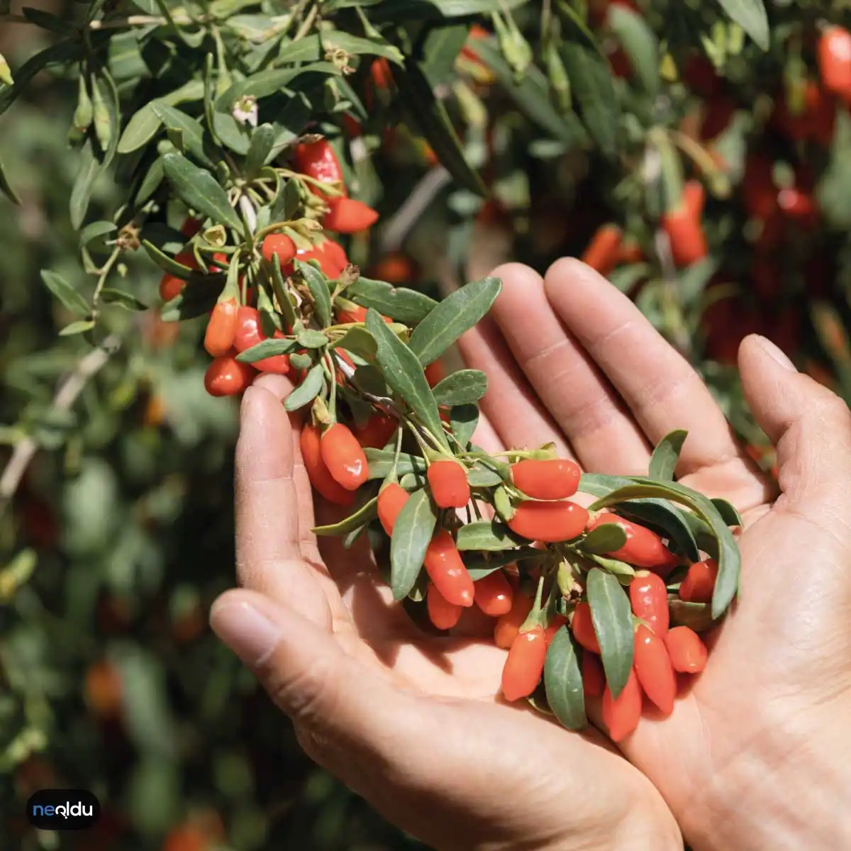 Goji Berry Faydaları