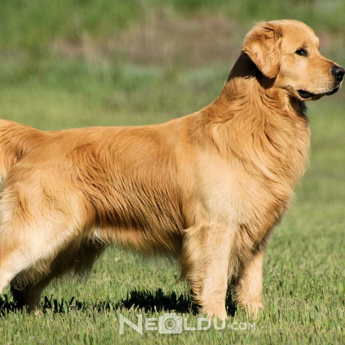 Golden Retriever Köpek Cinsi