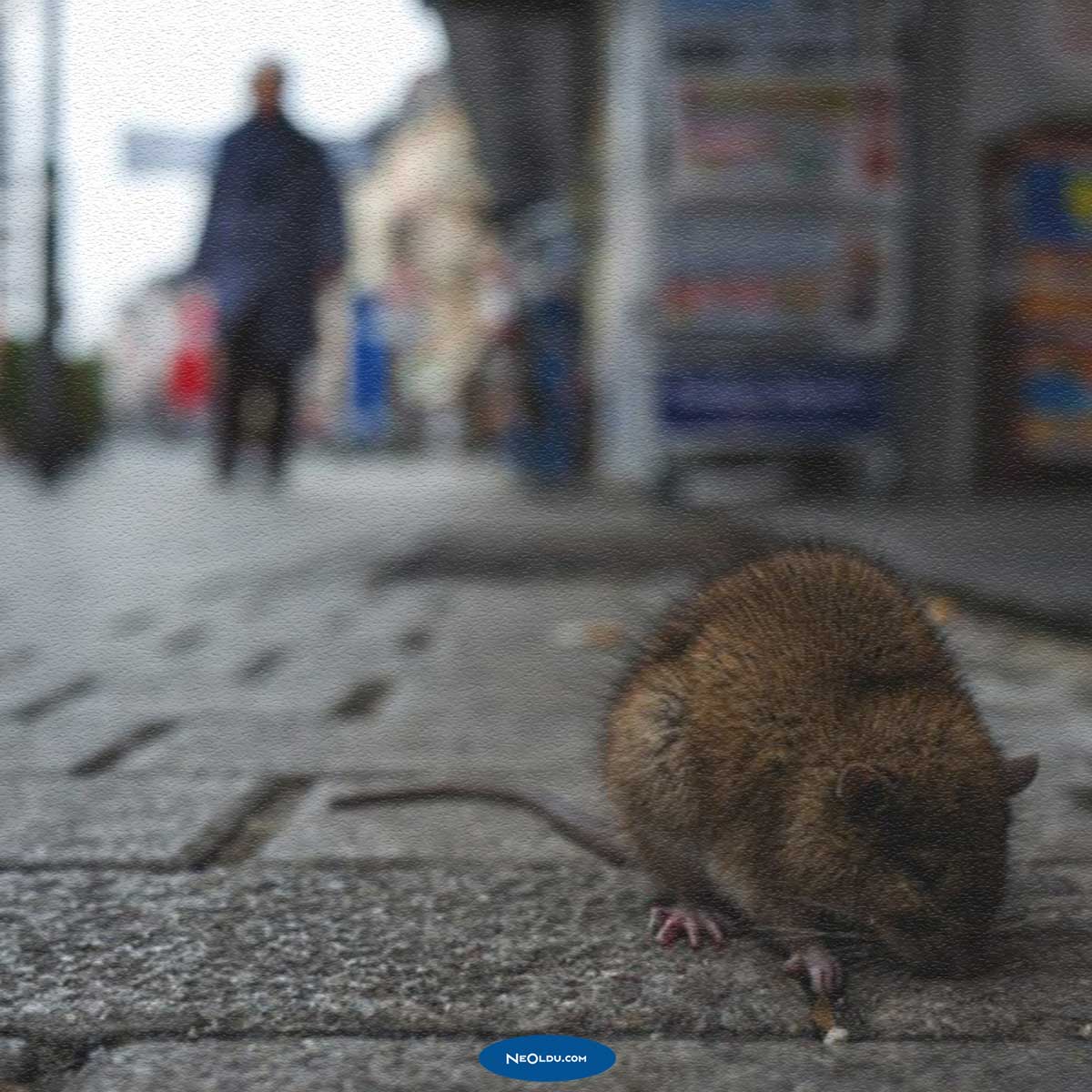 Hantavirüs nedir