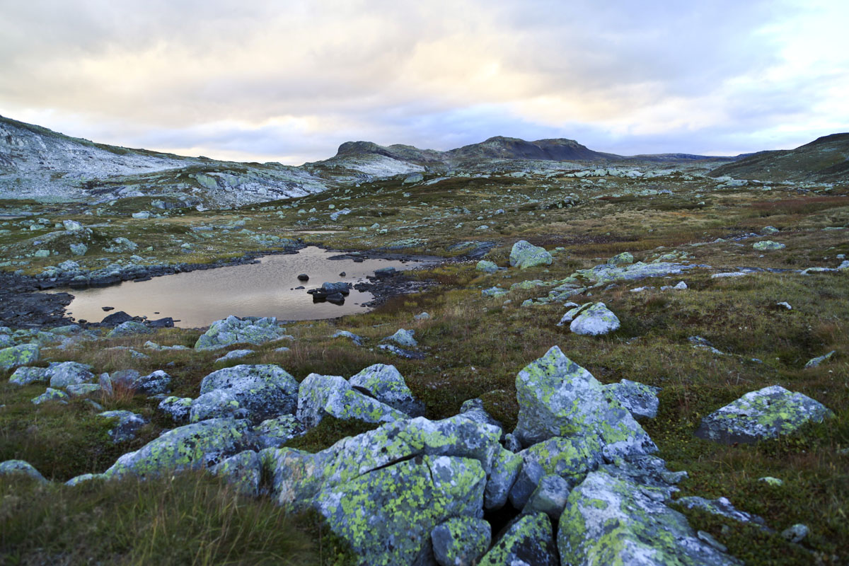 hardangervidda-yaylasi.JPG