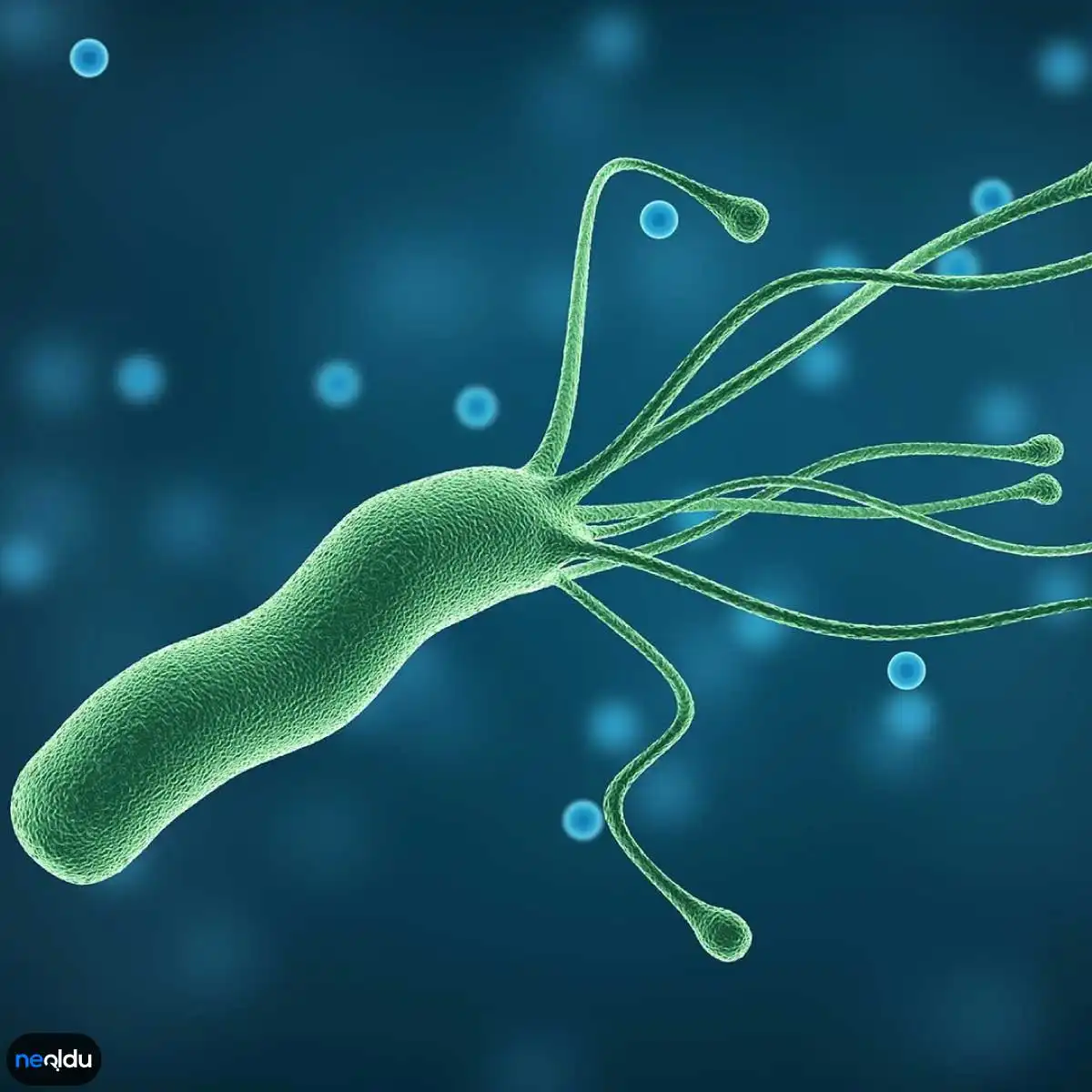 Helicobacter Pylori