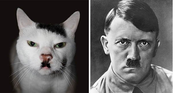 hitler kedi