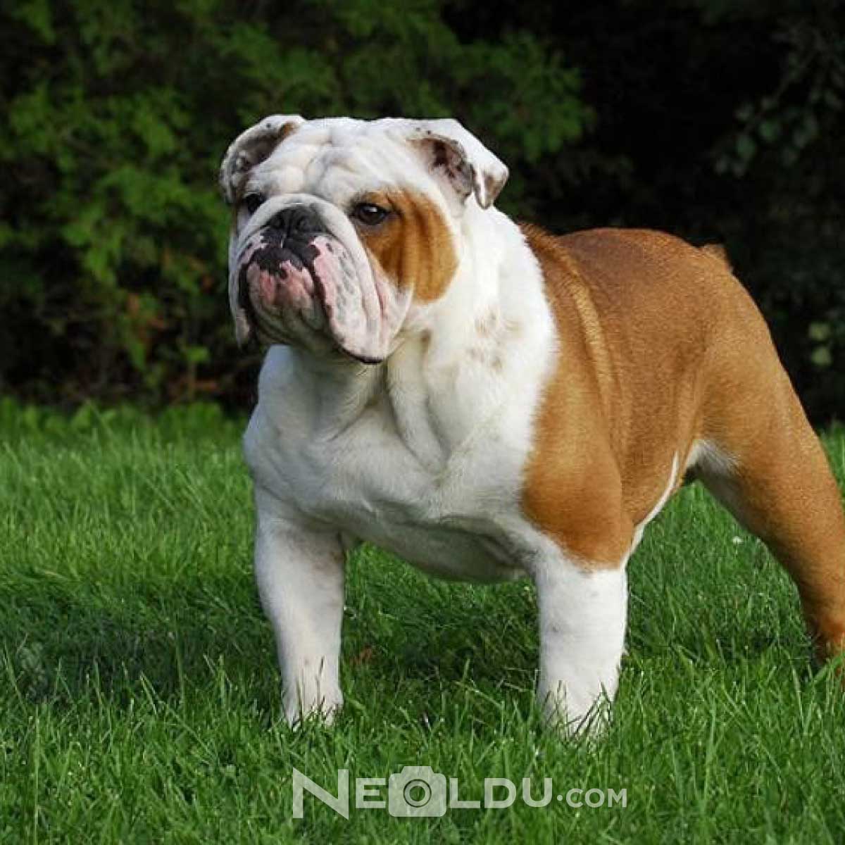 İngiliz Bulldog Cinsi Köpek