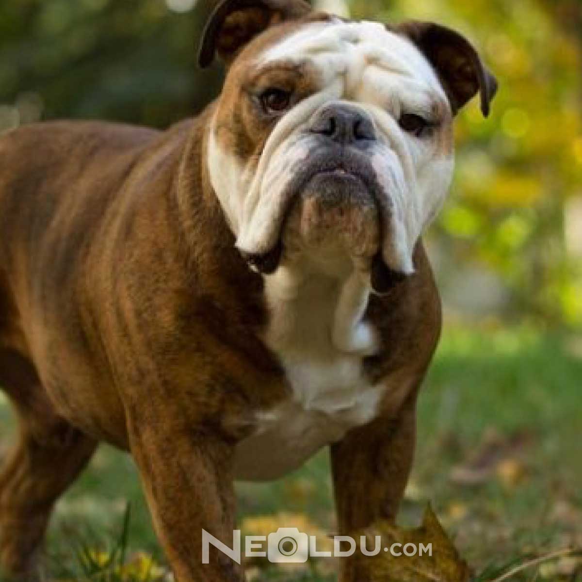 İngiliz Bulldog Cinsi Köpek