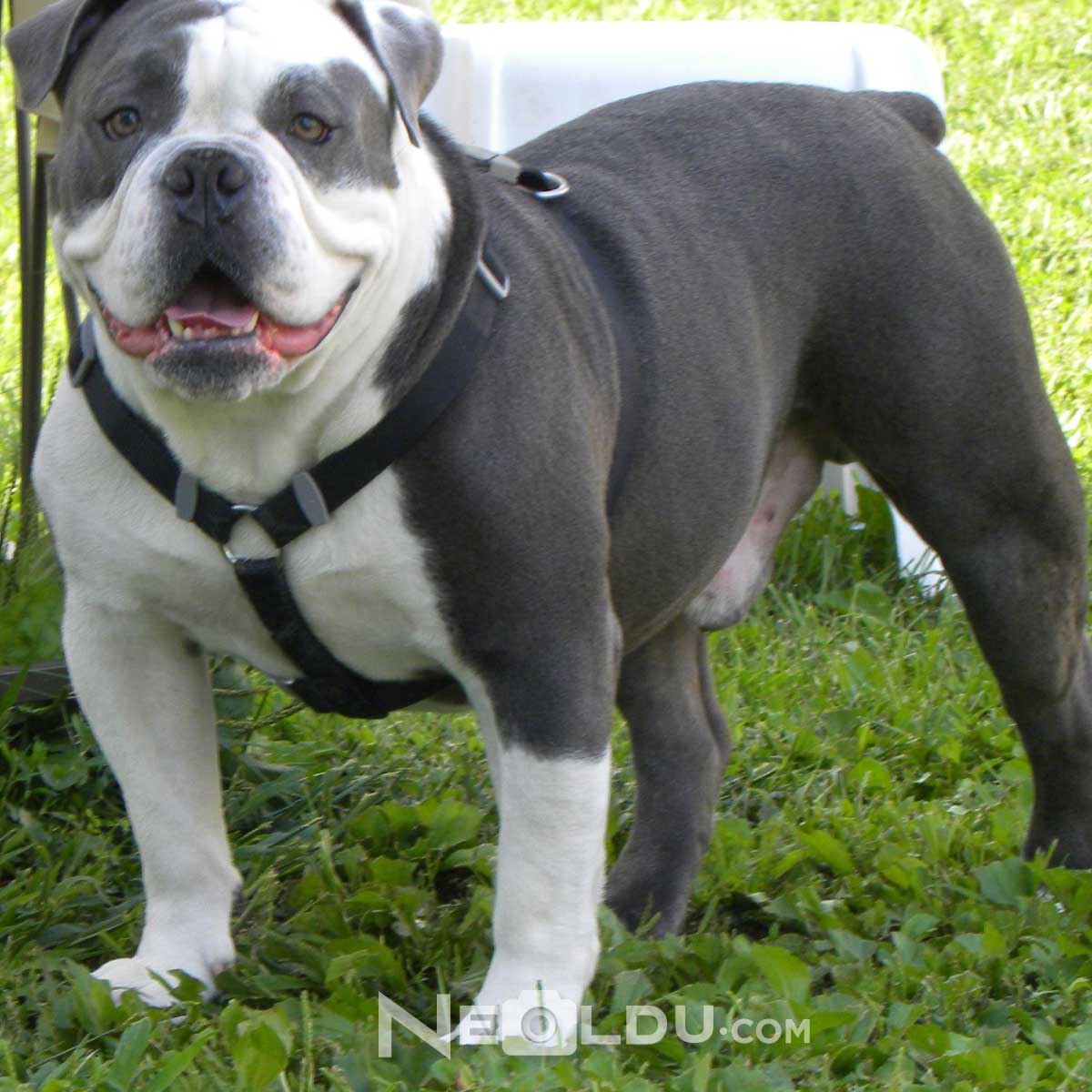 İngiliz Bulldog Cinsi Köpek