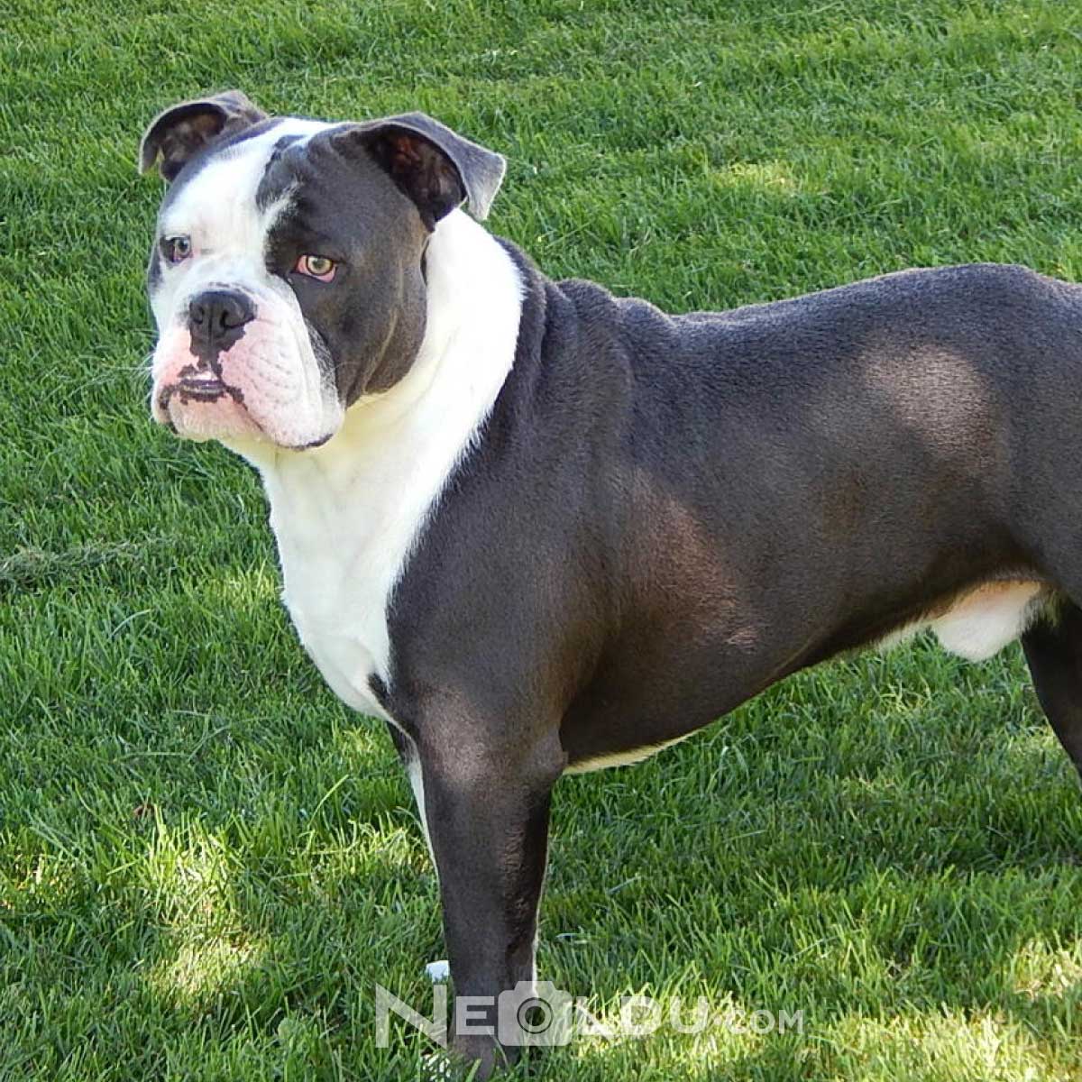 İngiliz Bulldog Cinsi Köpek