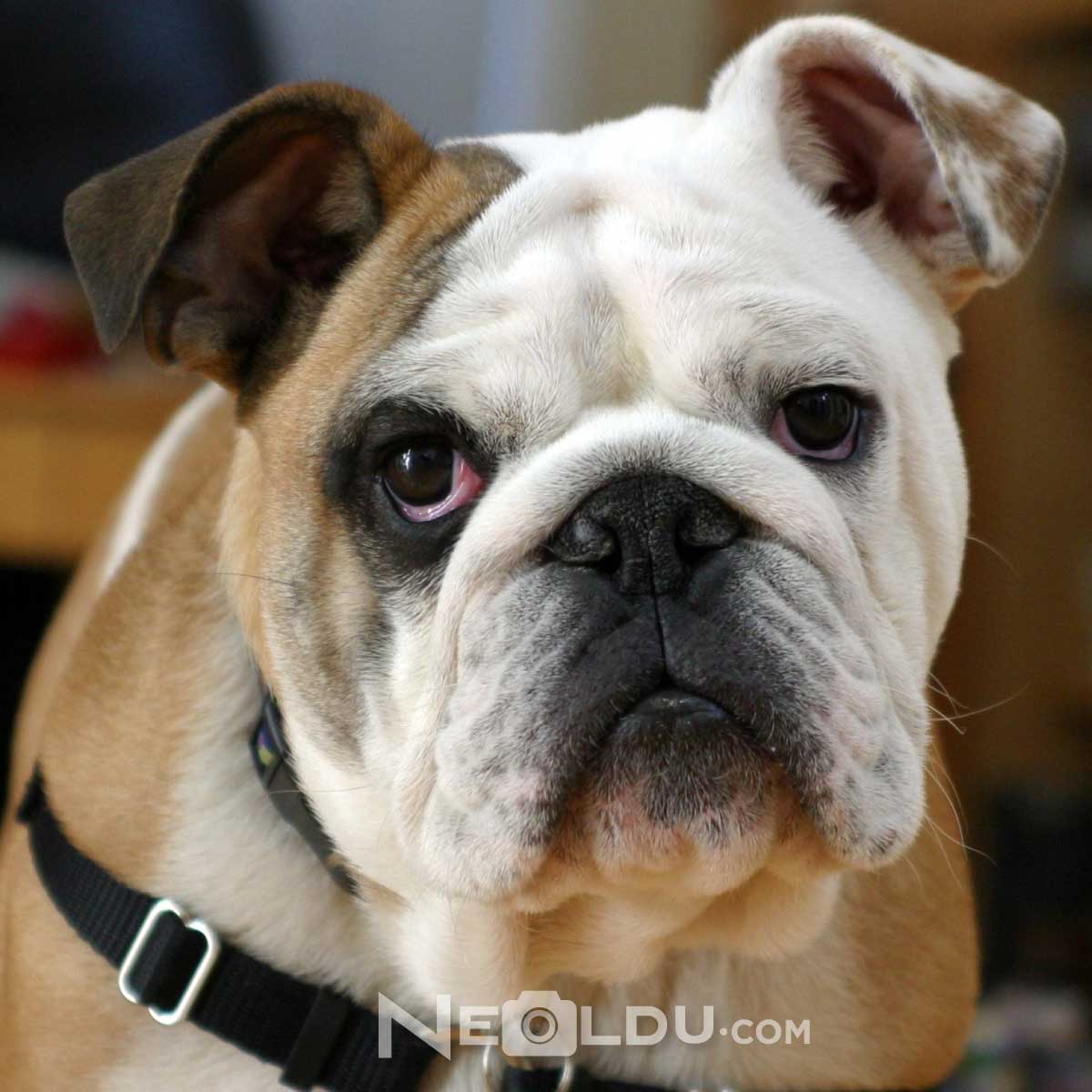 İngiliz Bulldog Cinsi Köpek