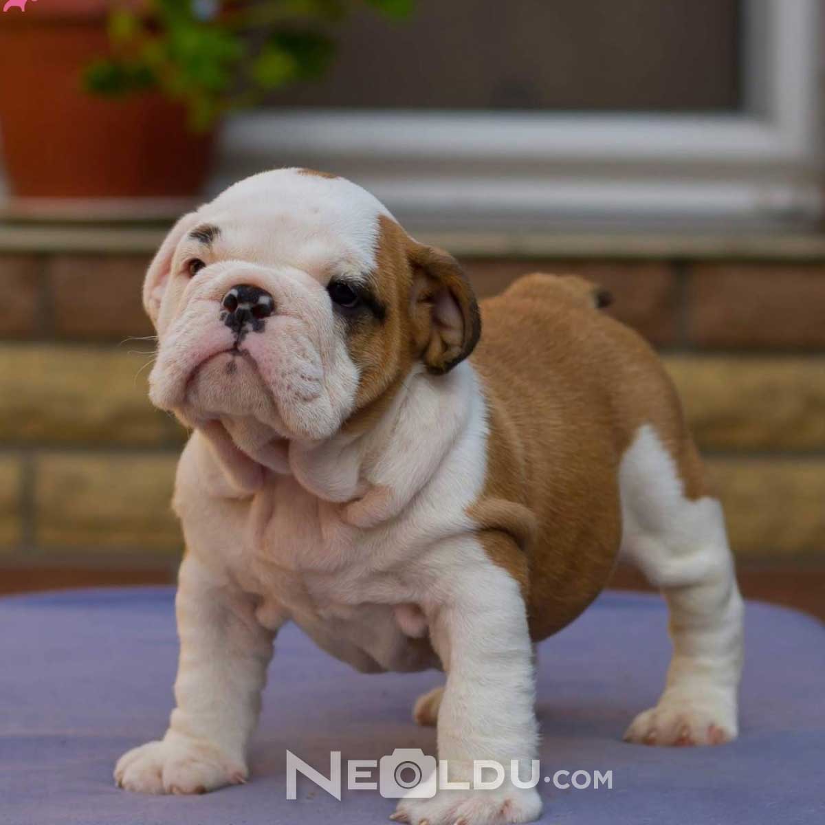 İngiliz Bulldog Cinsi Köpek